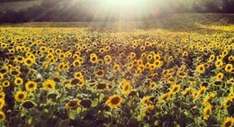 obrázek - Poggio Berni