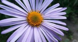 obrázek - Підгірці